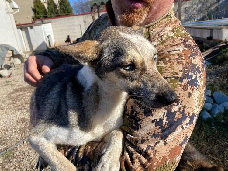 «Они могли остаться на улице»: крымчанин приютил 11 собак мобилизованных резервистов