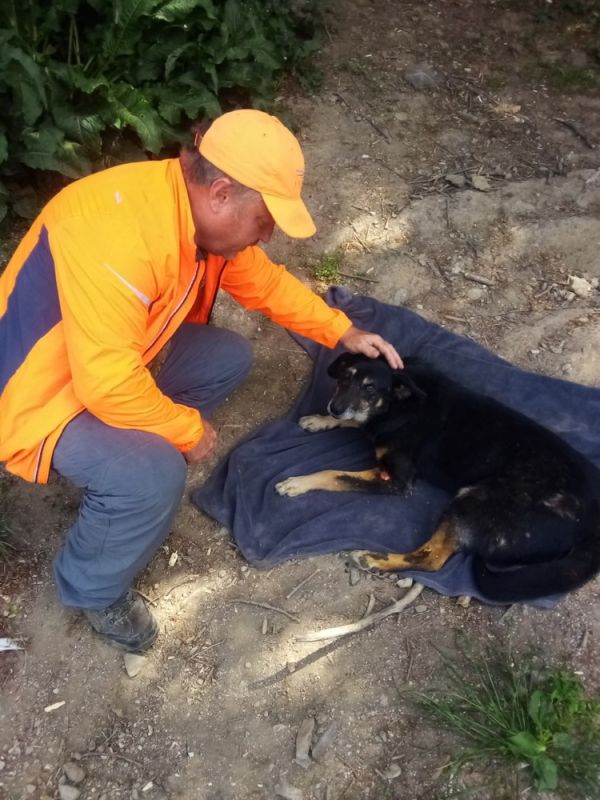«Они могли остаться на улице»: крымчанин приютил 11 собак мобилизованных резервистов