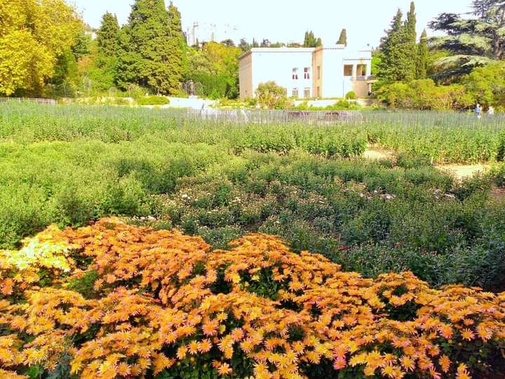 Более тысячи кустов хризантем украсят парки Симферополя
