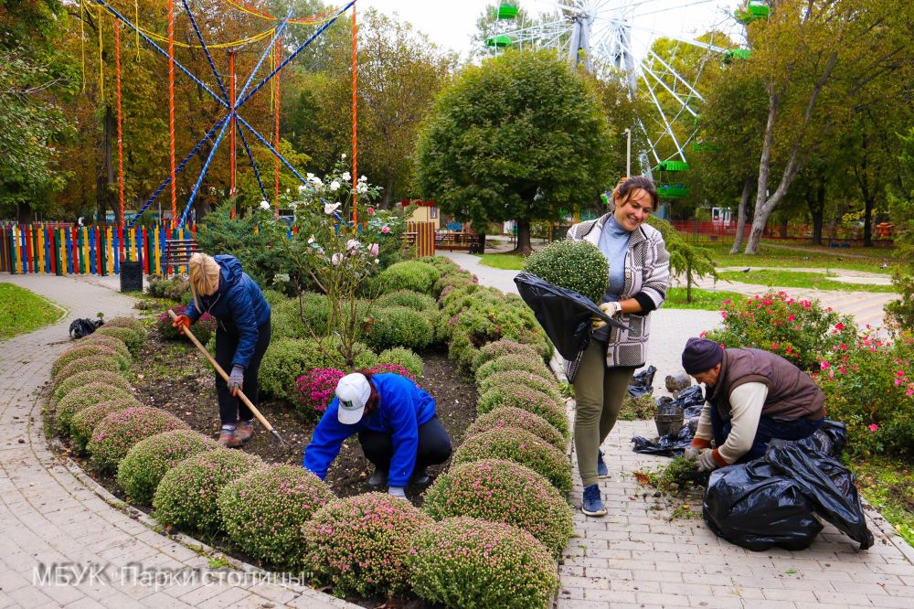 В Симферополе высадят более тысячи кустов хризантем