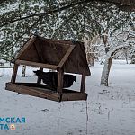 Долгожданная зима: заснеженный ботанический сад Симферополя на фото