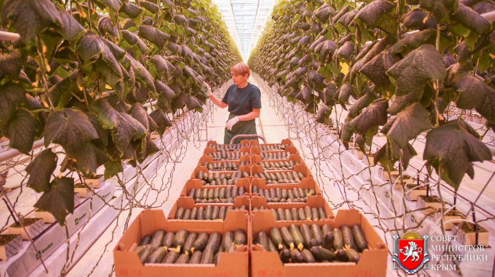 Минсельхоз РК: В этом году крымский тепличный комбинат в Белогорском районе собрал первый в республике урожай овощей