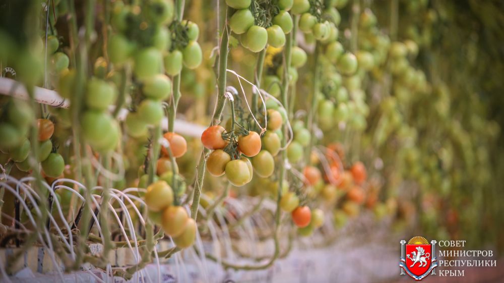 Минсельхоз РК: В этом году крымский тепличный комбинат в Белогорском районе собрал первый в республике урожай овощей
