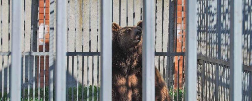 Зоопарк 3 медведя. Медведь в зоопарке. Медведь в городе. Сгорел зоопарк.