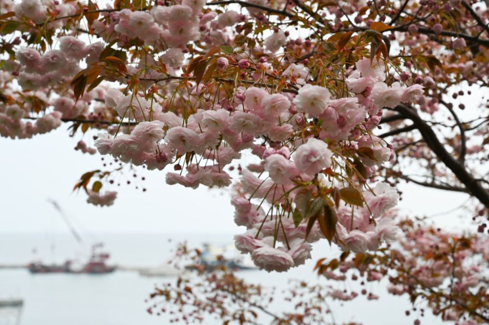 цвет сакуры геншин. лепестки сакуры инадзума геншин. цветы сакуры геншин импакт. лепестки сакура геншин импакт инадзума. погода в крыму в мае.