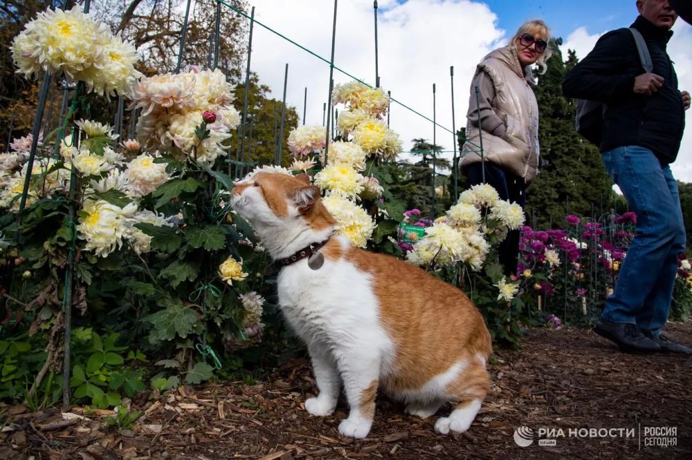 Назвать красоту: посетителям Никитского сада предлагают дать имена цветам