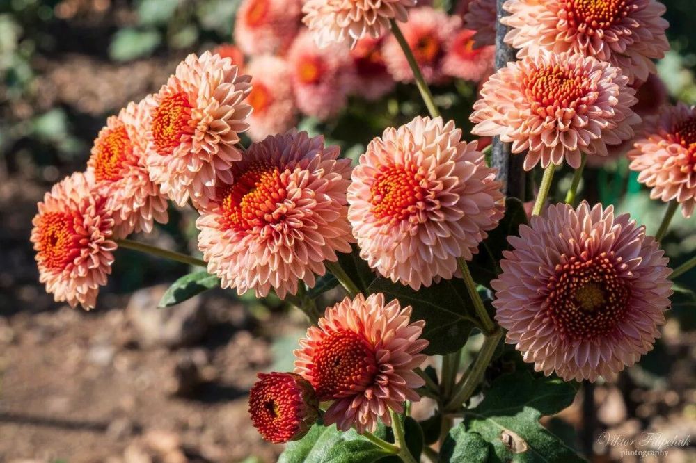 Назвать красоту: посетителям Никитского сада предлагают дать имена цветам