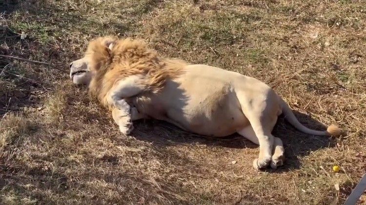 «Может ты родить собрался, Чука?»: в крымском парке показали неприлично толстых львов