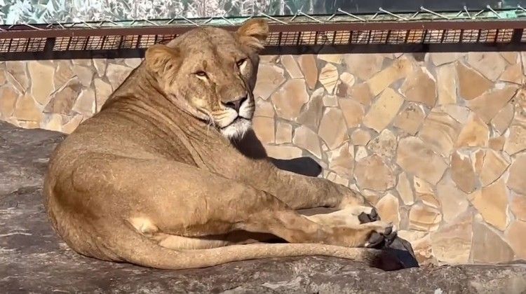 «Может ты родить собрался, Чука?»: в крымском парке показали неприлично толстых львов