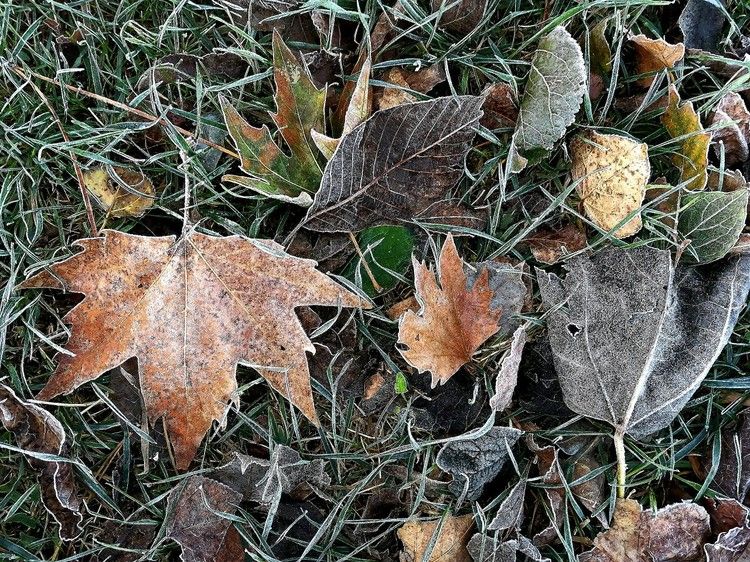 Поздняя осень в Крыму: в Симферополь пришли первые заморозки 17 ноября