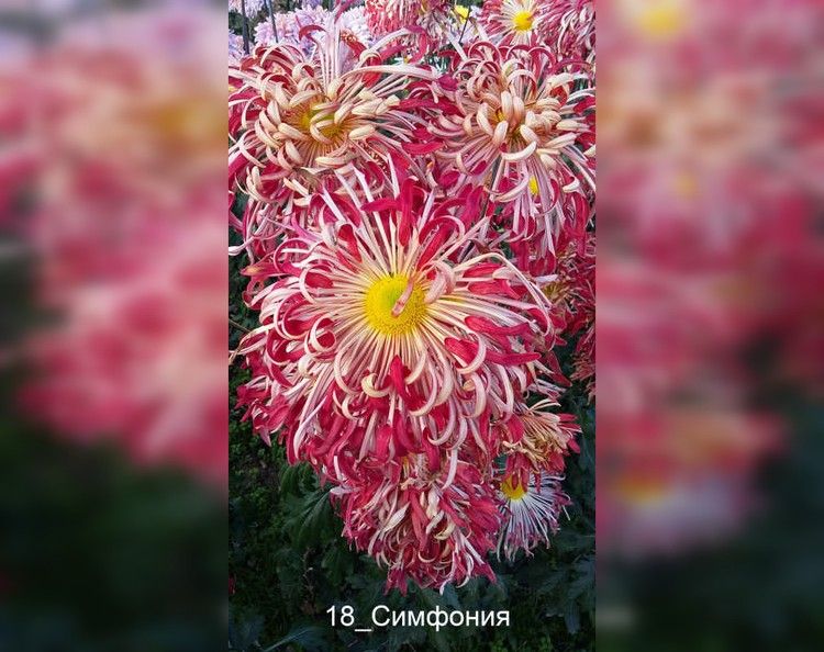 Королеву выбирают на Южном берегу Крыма: названы 5 самых красивых цветков Бала хризантем 2023