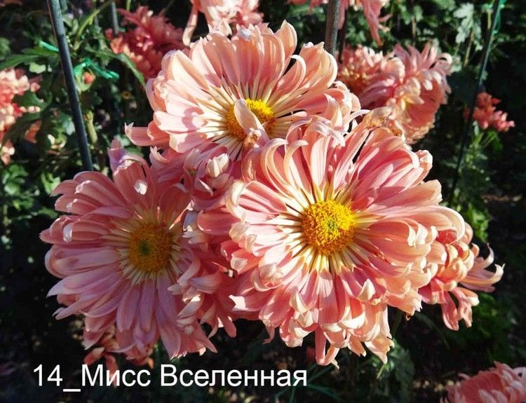 Королеву выбирают на Южном берегу Крыма: названы 5 самых красивых цветков Бала хризантем 2023