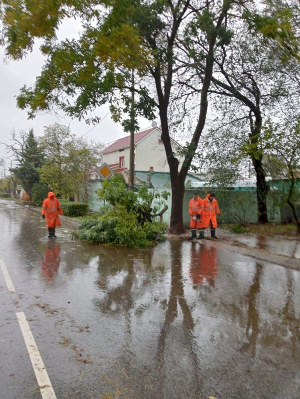 В Евпатории ветер свалил более 30 деревьев