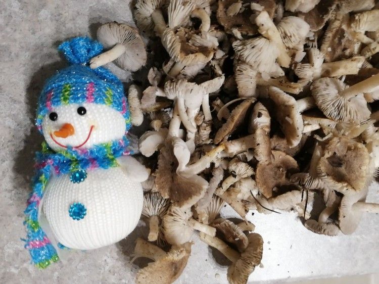 Рождество в Крыму и Севастополе: растут грибы и зреет земляничник в январе 2024